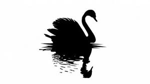 cisne-negro